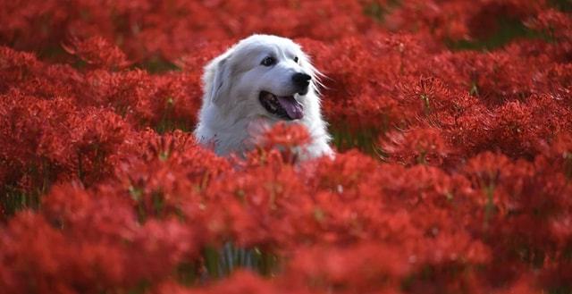 警惕！西安买房六大误区，超过91%的购房者已中招！(图1)