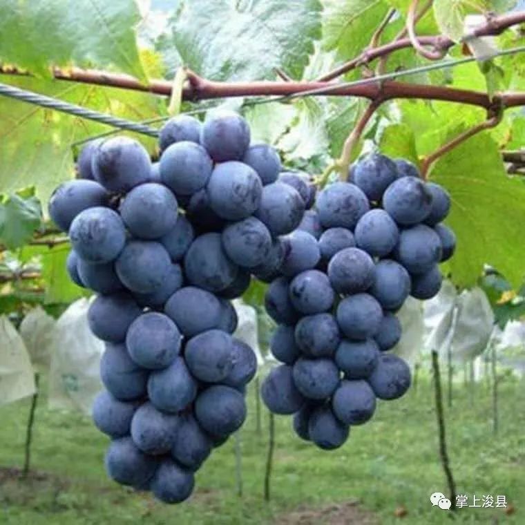 【浚县在线】浚县在线抖音号出新作品了—出售葡萄树—早点设备—黄梨树苗—老板椅...(图6) 【浚县在线】浚县在线抖音号出新作品了—出售葡萄树—早点设备—黄梨树苗—老板椅...(图6)