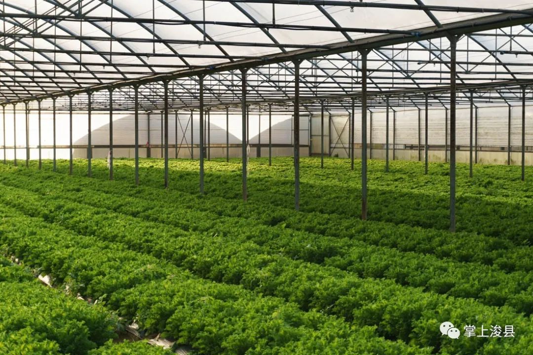 【浚县在线】浚县在线抖音号出新作品了—出售葡萄树—早点设备—黄梨树苗—老板椅...(图10) 【浚县在线】浚县在线抖音号出新作品了—出售葡萄树—早点设备—黄梨树苗—老板椅...(图10)