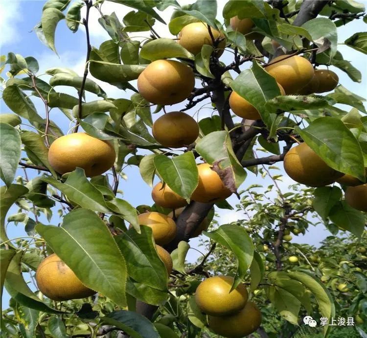 【浚县在线】浚县在线抖音号出新作品了—出售葡萄树—早点设备—黄梨树苗—老板椅...(图11) 【浚县在线】浚县在线抖音号出新作品了—出售葡萄树—早点设备—黄梨树苗—老板椅...(图11)