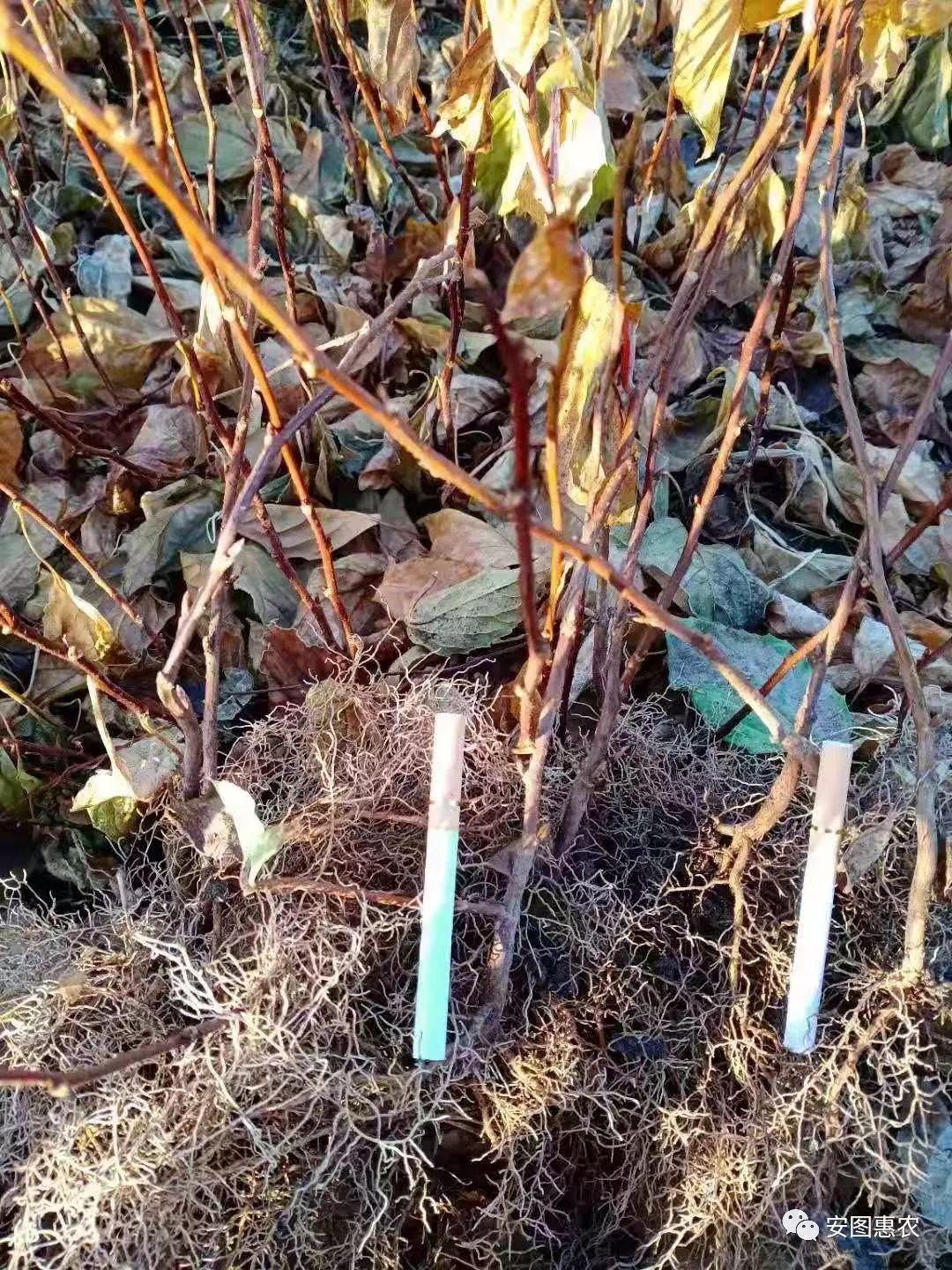 【供求信息】综合(11.11)如您需要发布供求信息，请在文章下方留言(图4)