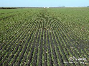 ​《文明之光》之《发明365》1月27日，垄耕种植法(图1)