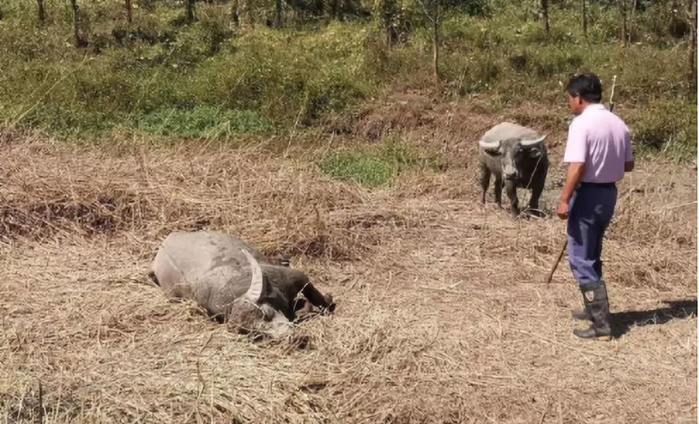 最新公告！六安这条路已禁止通行！@六安一工人被卷入洗砂机！当场身亡……(图22)